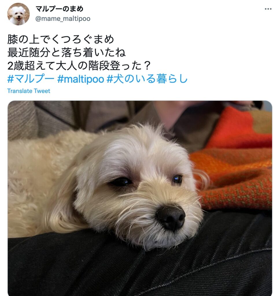 マルプーが元気すぎる 落ち着きがないけど大丈夫 結論 徐々に落ち着きます